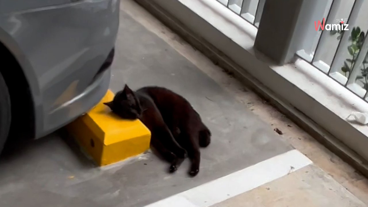 Ce chat dort sur le béton dans un parking : 1 an plus tard, sa vie a pris un tournant imprévisible (vidéo)