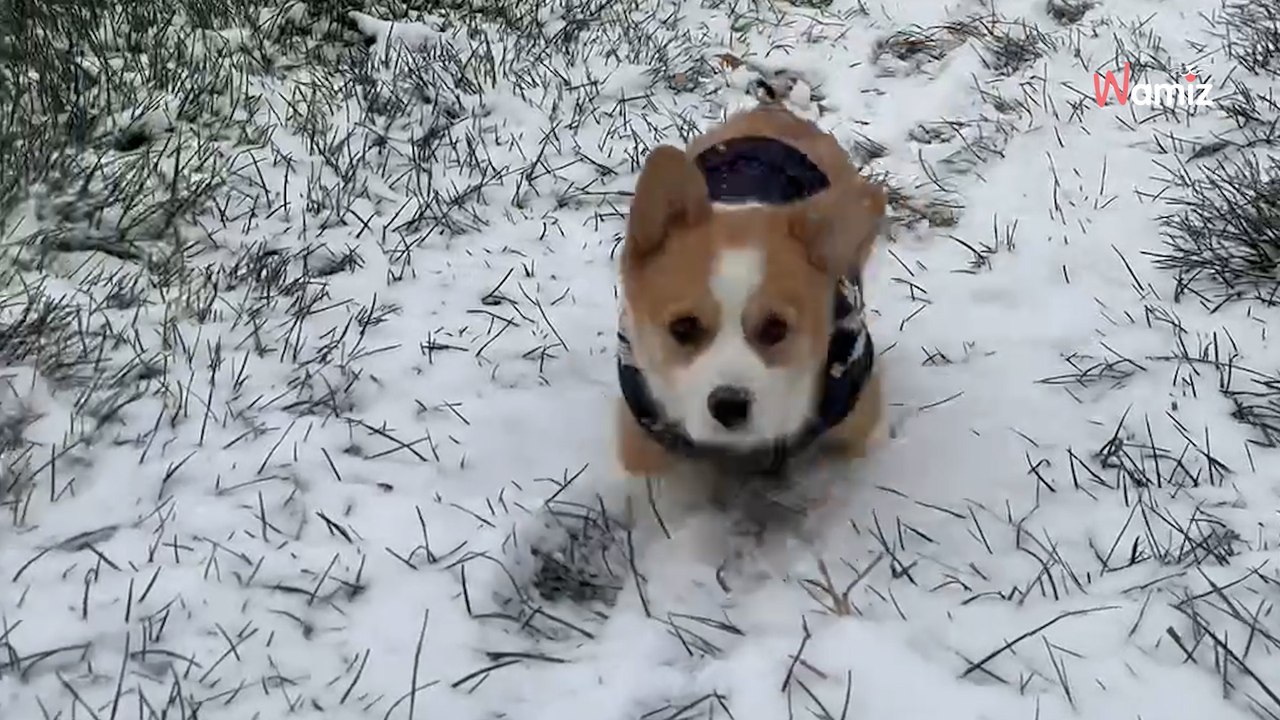 Un chiot Corgy découvre la neige : son bonheur communicatif fait rire 50k internautes