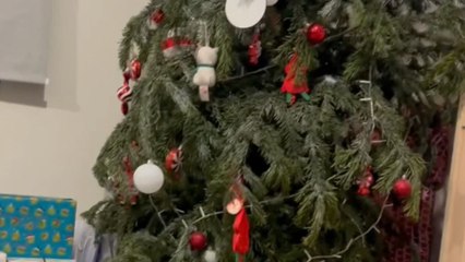 Boy’s dream of a real Christmas tree turns into a short-lived festive memory