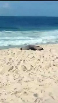 Lobo-marinho é flagrado por banhistas na Praia de Ipanema
