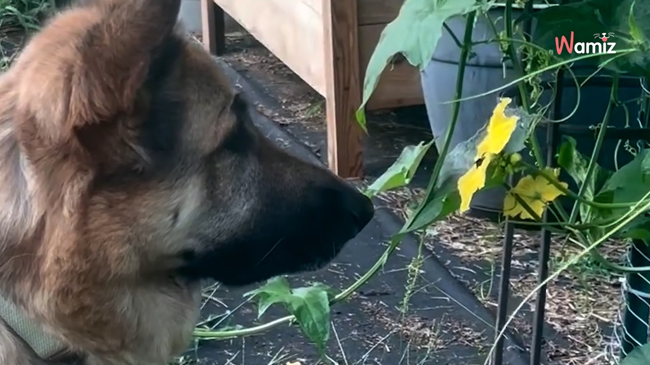 Ein Hund steht vor den Blumen: Die Gartenarbeit wird ruckzuck zum Alptraum (Video)
