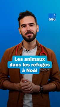 Noël : les animaux dans les refuges, entre solidarité et abandons