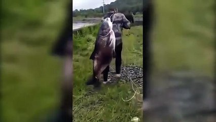 Viraliza vídeo de pescador carregando peixe gigante nas costas, no Paraná