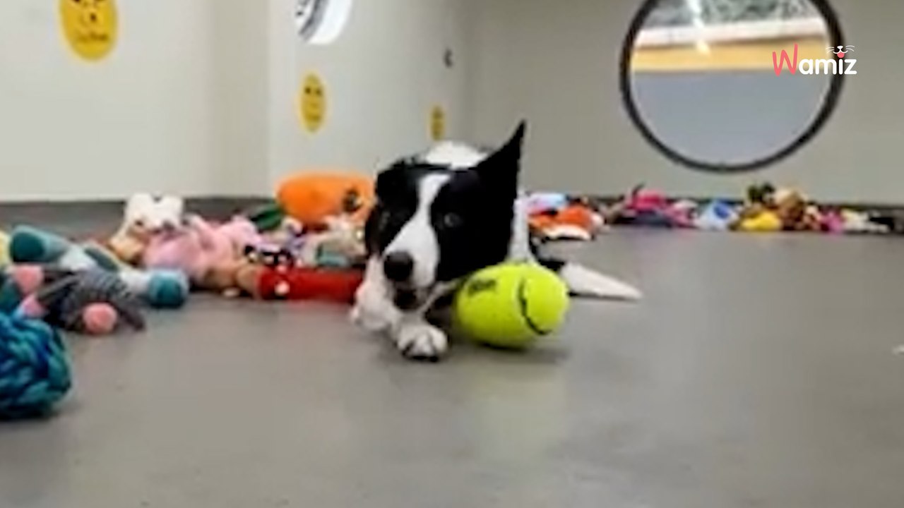 Tierheimhunde suchen sich Weihnachtsgeschenke aus: Dieses Video muss man einfach bis zum Ende schauen!