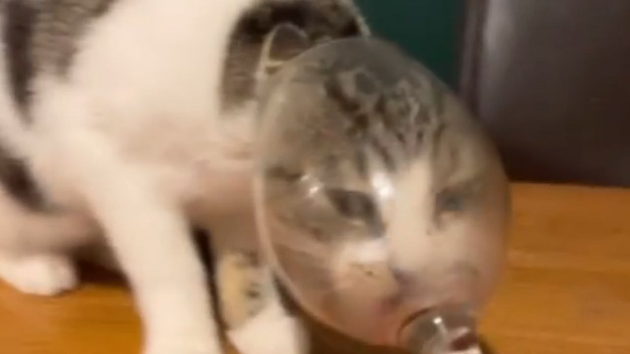Mischievous cat decides to explore glass bottom and ends up breaking it