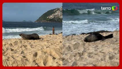 Banhistas flagram lobo-marinho nas areias da Praia de Ipanema