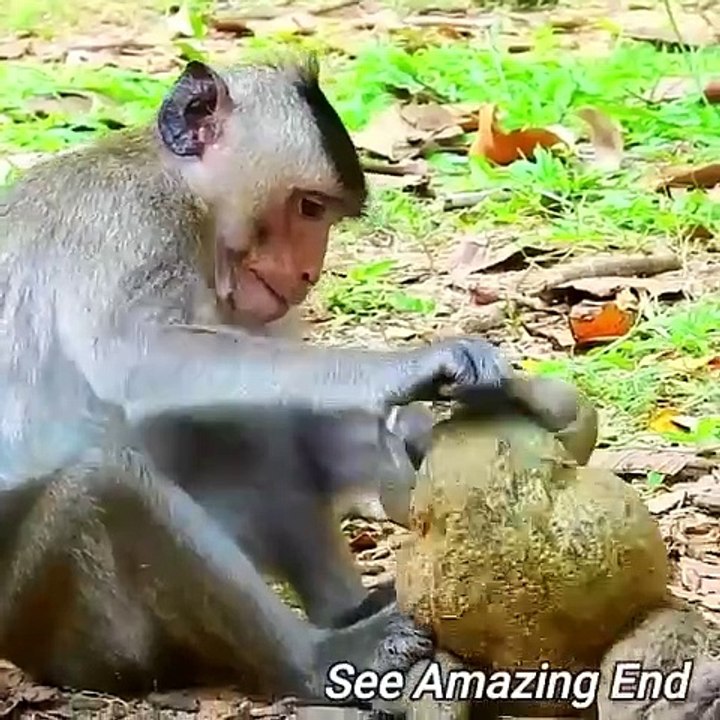 Monkey and toad