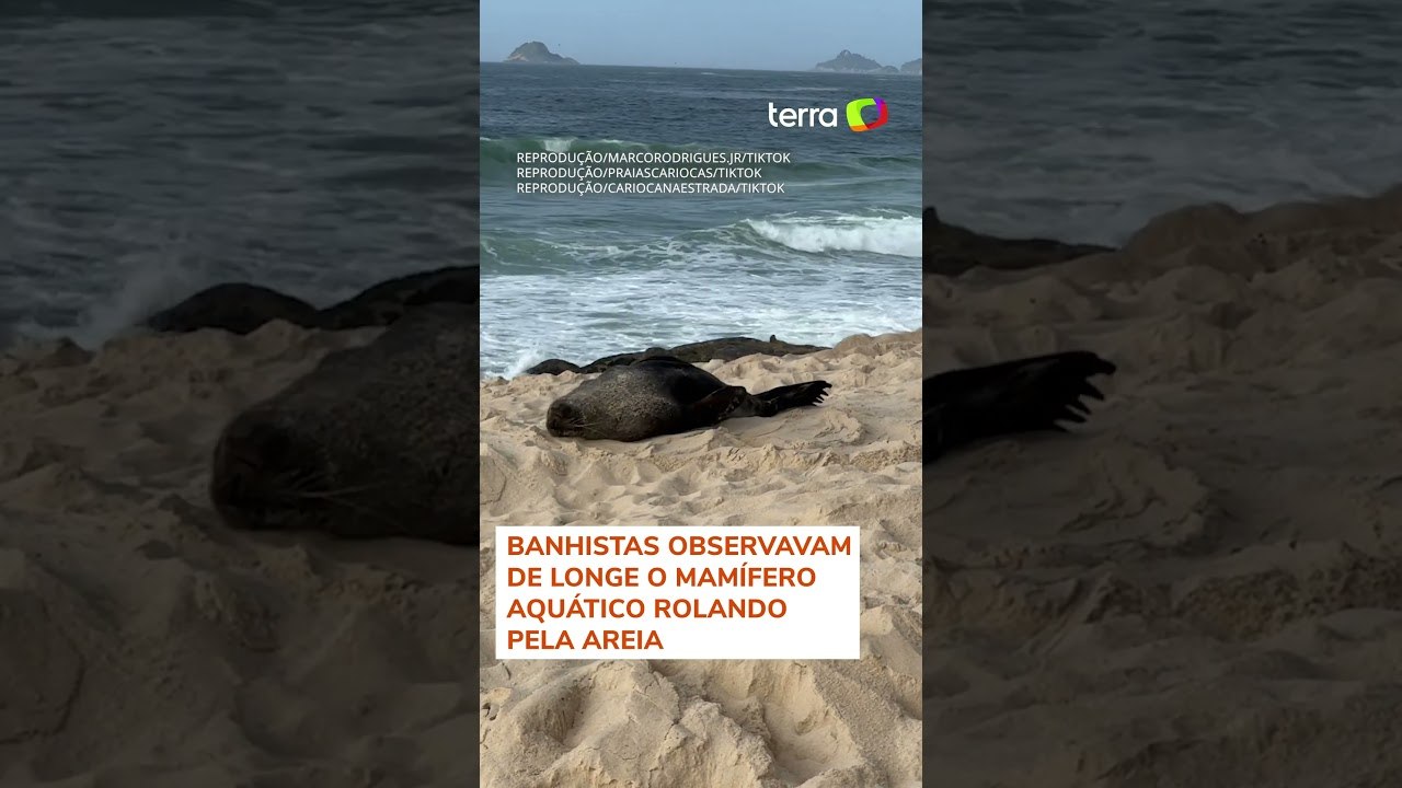 Banhistas flagram lobo-marinho nas areias da Pr...
