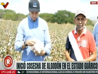 Guárico | Inicia cosecha de algodón para contribuir con la producción textil del país