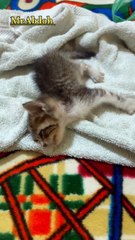 My little cat got sick and we took good care of her until she recovered.