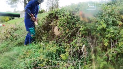 Frelon asiatique : Tout ce qu'il faut savoir sur son invasion en Europe