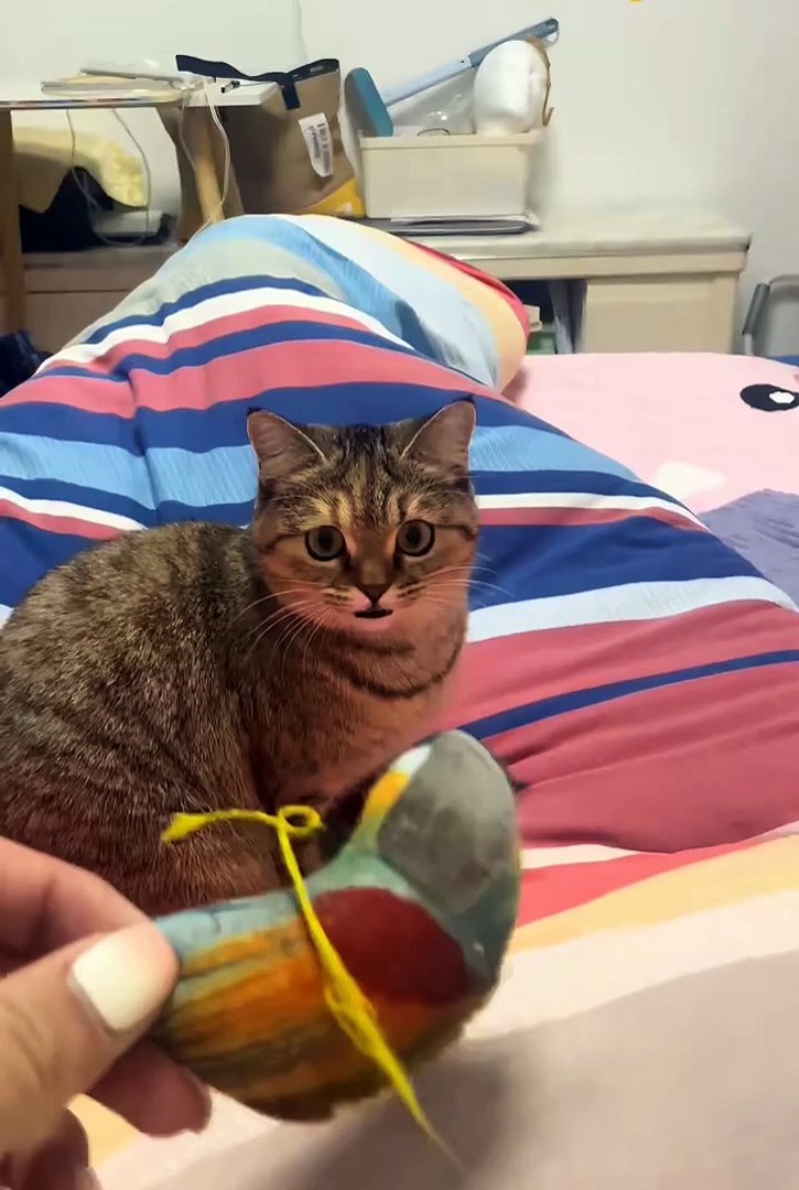 Funniest pets | cute animals #cute animals #cutespets #animals #shorts