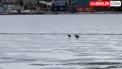 Çıldır Gölü'nde Göç Etmeyen Kuşlar Buz Üstünde Görüntülendi