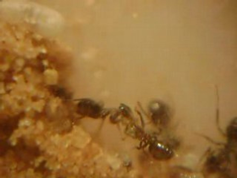 Tissage  cocon et trophallaxie