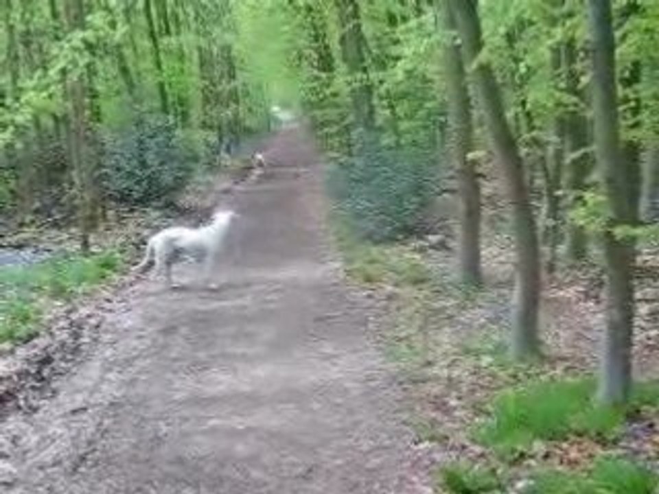 Pongo et Lili03