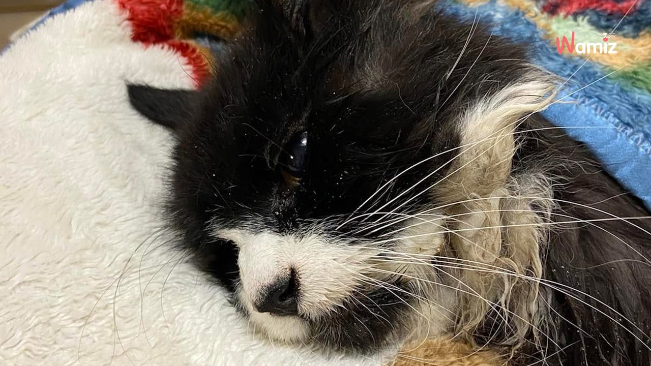 Ce chat de 20 ans et aveugle est pris au piège sur un lac gelé : son sauvetage est un miracle