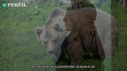 "Fruto Sagrado, Urso Agressivo e Mastodonte Misterioso: A Incrível Semana nos EUA e Irã"
