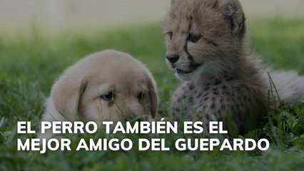 El perro también es el mejor amigo del guepardo