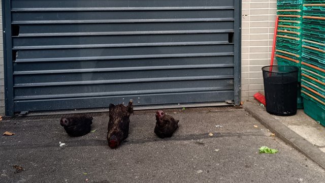 Trois têtes de sangliers découvertes devant une épicerie solidaire à Noisy-le-Grand