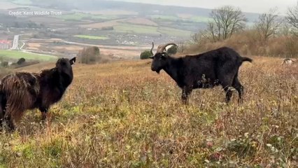 ‘Christmas miracle’ as goat returns after months on the run