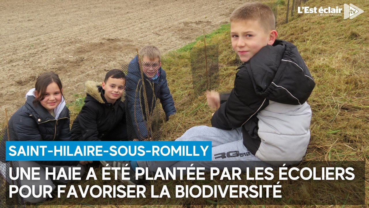 Des écoliers plantent une haie pour la biodiversité à Saint-Hilaire-sous-Romilly