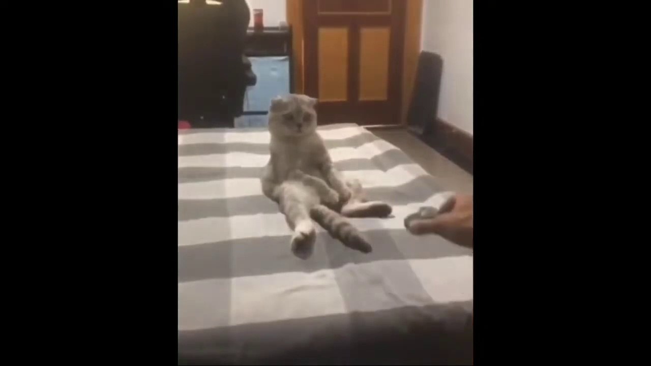 Funniest Animals - Cute Cats and Dogs Funny Videos Compilation __ Animal Gags(720P_HD)