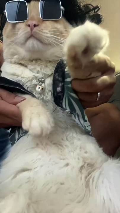 Dancing cat