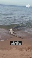 La naturaleza en su estado más salvaje: un tiburón se come un cocodrilo entero en 20″