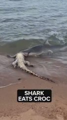 La naturaleza en su estado más salvaje: un tiburón se come un cocodrilo entero en 20″