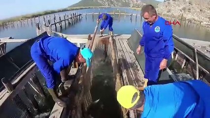 Türkiye'nin tatil cennetinden Arap yarımadasına 250 bin ton balık ihracatı