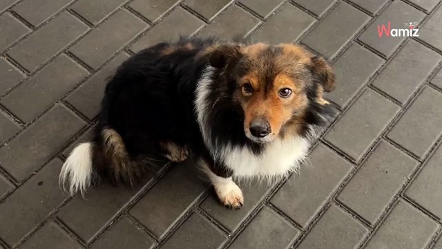 Suczka czeka na stacji benzynowej od dwóch lat. Nie rozumie, że jej pan nie wróci...