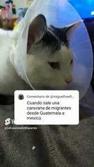 🐱💬 ¡Pernanca Responde a los Comentarios de los Suscriptores! 😻✨ #Shorts