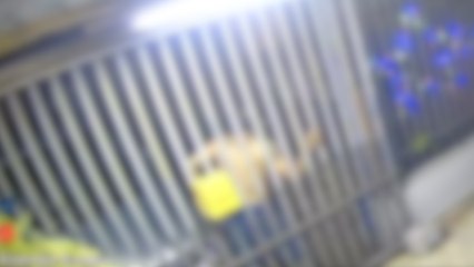 “Homem-Aranha dorminhoco” que invadiu casa teria tentado entrar em outra minutos antes