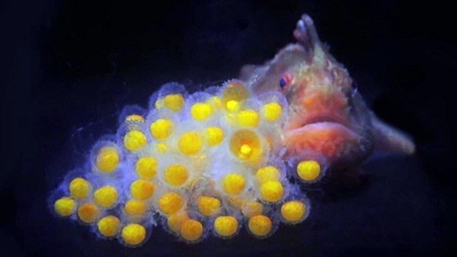 Hundreds of critically endangered red handfish hatched in Hobart