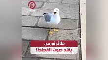 طائر نورس يقلد صوت القطط!