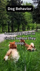 Why Do Dogs Spin Before They Poop? 🐕😂