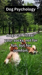 Why Dogs Steal Socks! 🧦❤️