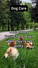 Dogs’ Guilty Face Explained! 🐾🤨