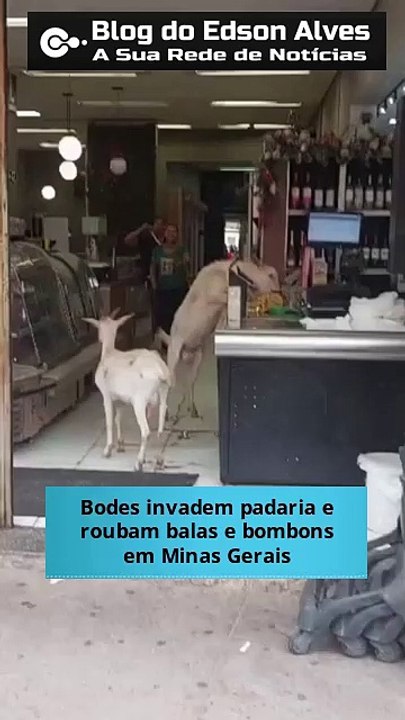Bodes invadem padaria e 'roubam' balas e bombons em Minas Gerais