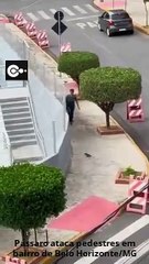 Pássaro ataca pedestres em bairro de Belo Horizonte/MG