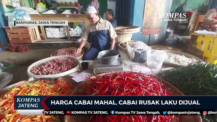 Harga Cabai Mahal, Cabai Rusak Laku Dijual