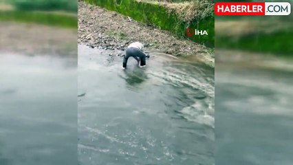 Fırtınadan Kaçan Somonları Eliyle Yakaladı