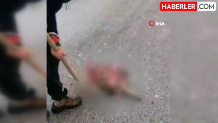 Erzincan'da Nesli Tükenmekte Olan Vaşak ve Su Samuru Araç Çarpmasıyla Telefi Oldu