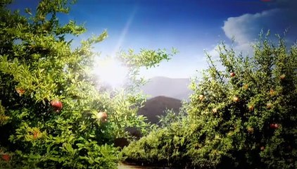 Vkus granata 02 seriya.