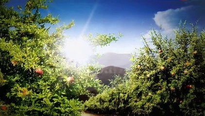 Vkus granata 08 seriya.