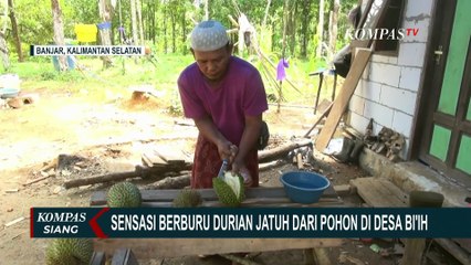 Sensasi Berburu Durian Jatuh Langsung dari Pohonnya di Desa Bi'ih Banjar