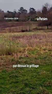 Des chiens de chasse sur le domaine protégé de Yann Arthus-Bertrand