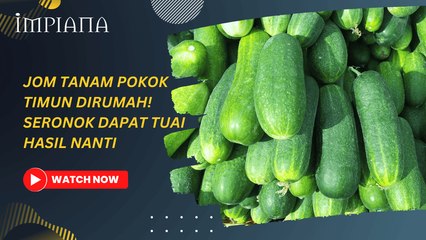 Cara tanam pokok timun dirumah. Kena cuba cara ini!