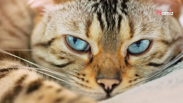 Ils trouvent leur chat paralysé dans leur allée : la colère monte quand ils découvrent ce qui est arrivé