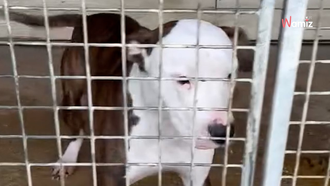 Schronisko organizuje imprezę świąteczną. Niestety na koniec czeka ich przykra niespodzianka